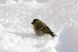 czyż, czyżyk Carduelis spinus