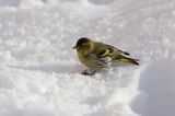 czyż, czyżyk Carduelis spinus