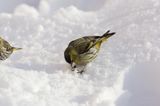 czyż, czyżyk Carduelis spinus