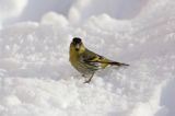 czyż, czyżyk Carduelis spinus