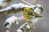 czyż, czyżyk Carduelis spinus