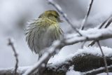 Czyż, czyżyk, Carduelis spinus, samiec