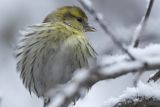 Czyż, czyżyk, Carduelis spinus, samiec