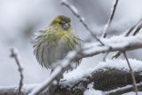 Czyż, czyżyk Carduelis spinus, samiec