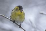 Czyż, czyżyk, Carduelis spinus, samiec