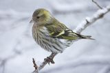 Czyż, czyżyk, Carduelis spinus, samica