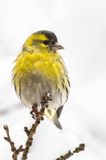 czyż, czyżyk Carduelis spinus, samiec