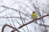 Czyż, czyżyk Carduelis spinus, samiec