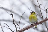 Czyż, czyżyk Carduelis spinus, samiec