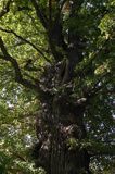dąb Quercus Dąb szypułkowy Quereus robur) .