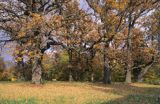 Białowieskie dęby Park Pałacowy Białowieża, Puszcza Białowieska