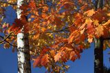 jesienne liście, dąb czerwony, Quercus rubra