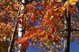 jesienne liście, dąb czerwony, Quercus rubra