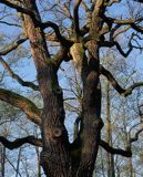 Dąb Kobenzy, Kampinoski Park Narodowy