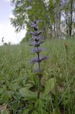 dąbrówka rozłogowa Ajuga reptans rezerwat 'Bojarski Grąd' Nadbużański Park Krajobrazowy