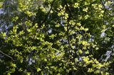 dąb szypułkowy Quercus robur liście rezerwat 'Bojarski Grąd' Nadbużański Park Krajobrazowy