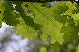 dąb szypułkowy Quercus robur liście rezerwat 'Bojarski Grąd' Nadbużański Park Krajobrazowy