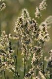 Kupkówka pospolita, Dactylis glomerata, rajgras niemiecki, trawa z rodziny wiechlinowatych, Bieszczady