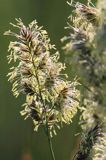 Kupkówka pospolita, Dactylis glomerata, rajgras niemiecki, trawa z rodziny wiechlinowatych, Bieszczady