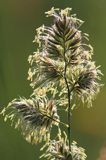 Kupkówka pospolita, Dactylis glomerata, rajgras niemiecki, trawa z rodziny wiechlinowatych, Bieszczady