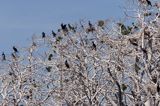 Kormoran czarny Phalacrocorax carbo) kolonia, wyspa kormoranów koło Dalaro, Szkiery Szwedzkie, Szwecja