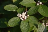 dereń biały, Cornus alba Sibirica