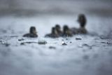 Deszcz, kaczka krzyżówka, Anas platyrynchos, pisklęta, samica
