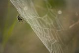 Pajeczyna i pająk krzyżak