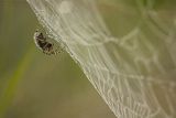 Pajeczyna i pająk krzyżak