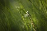 Taraxacum officinale, mniszek lekarski