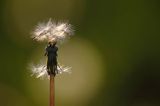 Taraxacum officinale, mniszek lekarski