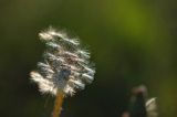 Taraxacum officinale, mniszek lekarski