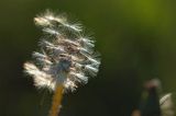 Taraxacum officinale, mniszek lekarski