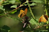 Dostojka malinowiec, perłowiec malinowiec, Argynnis paphia, samiec