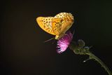 Dostojka malinowiec, perłowiec malinowiec, Argynnis paphia, samiec