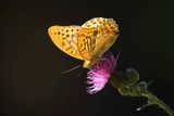 Dostojka malinowiec, perłowiec malinowiec, Argynnis paphia, samiec