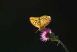 Dostojka malinowiec, perłowiec malinowiec, Argynnis paphia, samiec