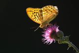 Dostojka malinowiec, perłowiec malinowiec, Argynnis paphia, samiec