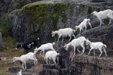 Kozy w zatoczce Dragsund na wyspie Håøya, Południowa Norwegia, Oslo Fjord