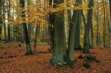 Drawski Park Krajobrazowy jesienny las