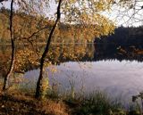 Drawski Park Krajobrazowy, jezioro i brzozy