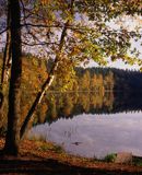 Drawski Park Krajobrazowy, jezioro i brzozy