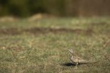 Drozd śpiewak, śpiewak, Turdus philomelos