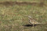 Drozd śpiewak, śpiewak, Turdus philomelos