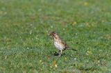 Drozd śpiewak, śpiewak, Turdus philomelos