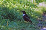 drozd obrożny, samiec, Turdus torquatus