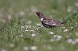 Drozd obrożny Turdus torquatus)