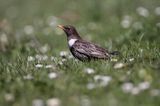 Drozd obrożny Turdus torquatus)