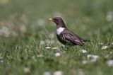 Drozd obrożny Turdus torquatus)