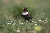 Drozd obrożny Turdus torquatus)